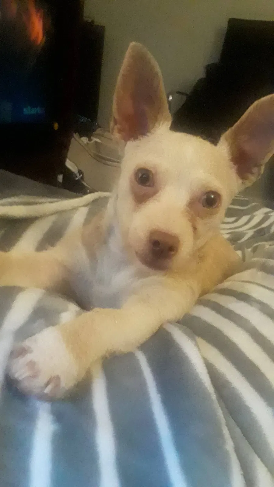 Lost dog in Denver, CO, 80207