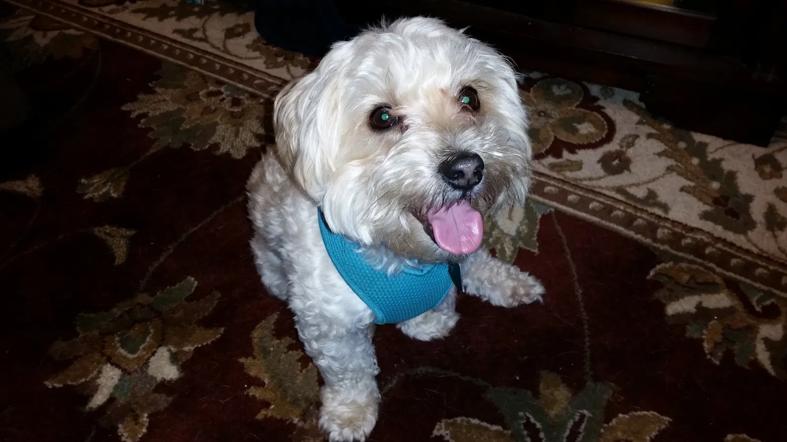 Lost dog in East Haven, CT, 6512