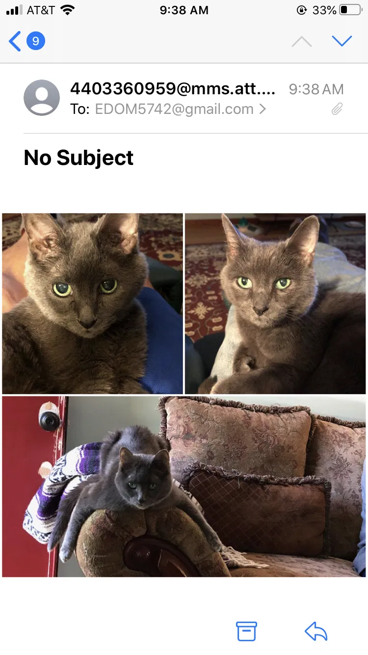 Lost cat in North Olmsted, OH, 44070