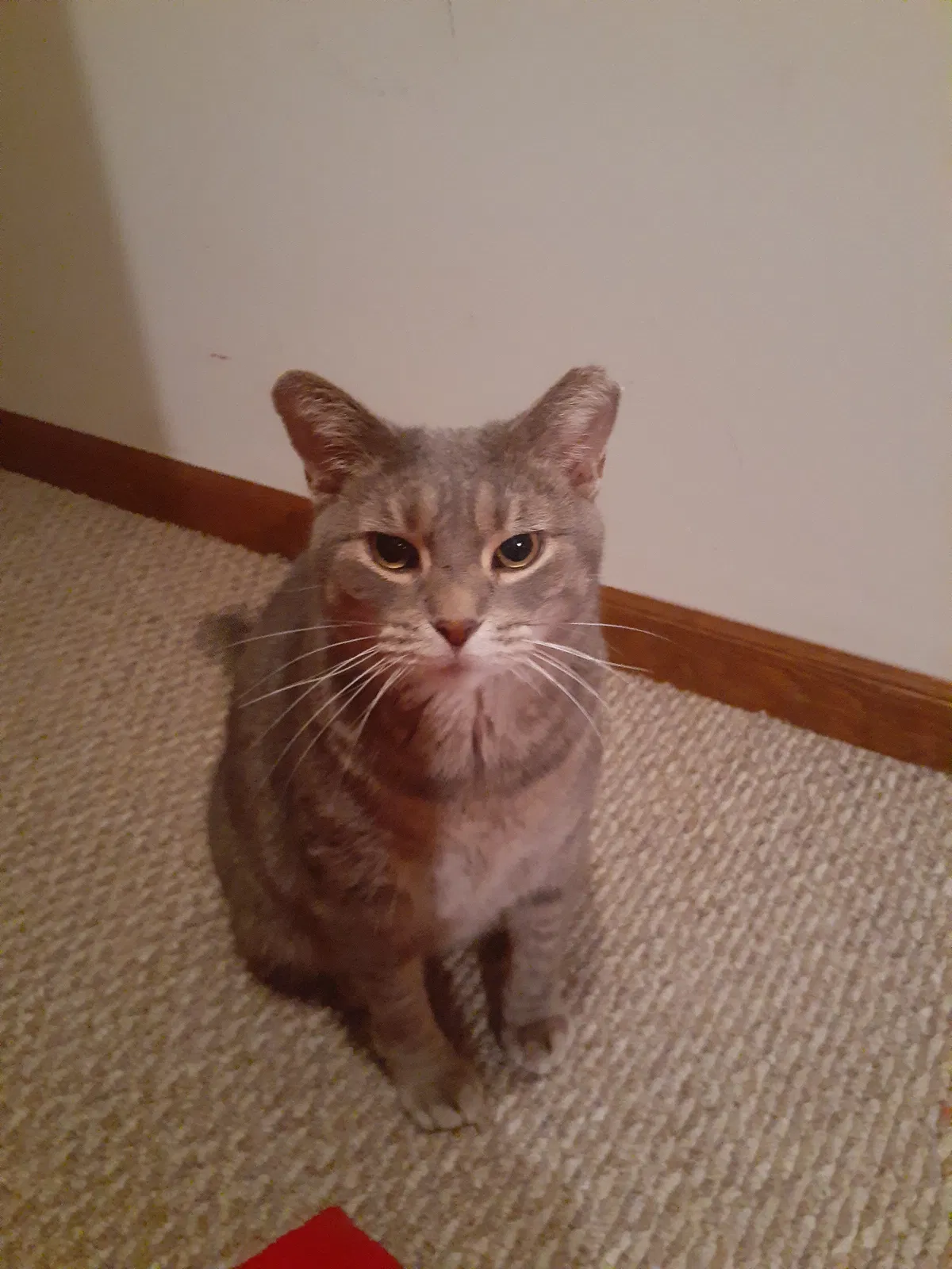 Lost cat in Middletown, OH, 45042