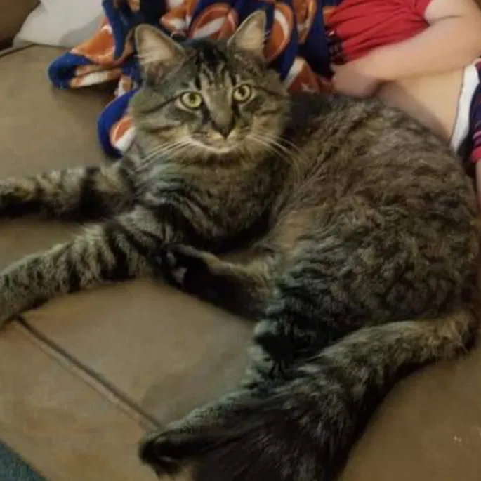 Lost cat in Rock Hill, SC, 29730