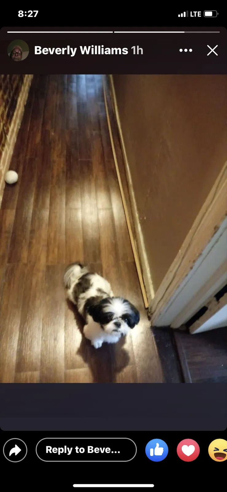 Lost dog in Baltimore, MD, 21218