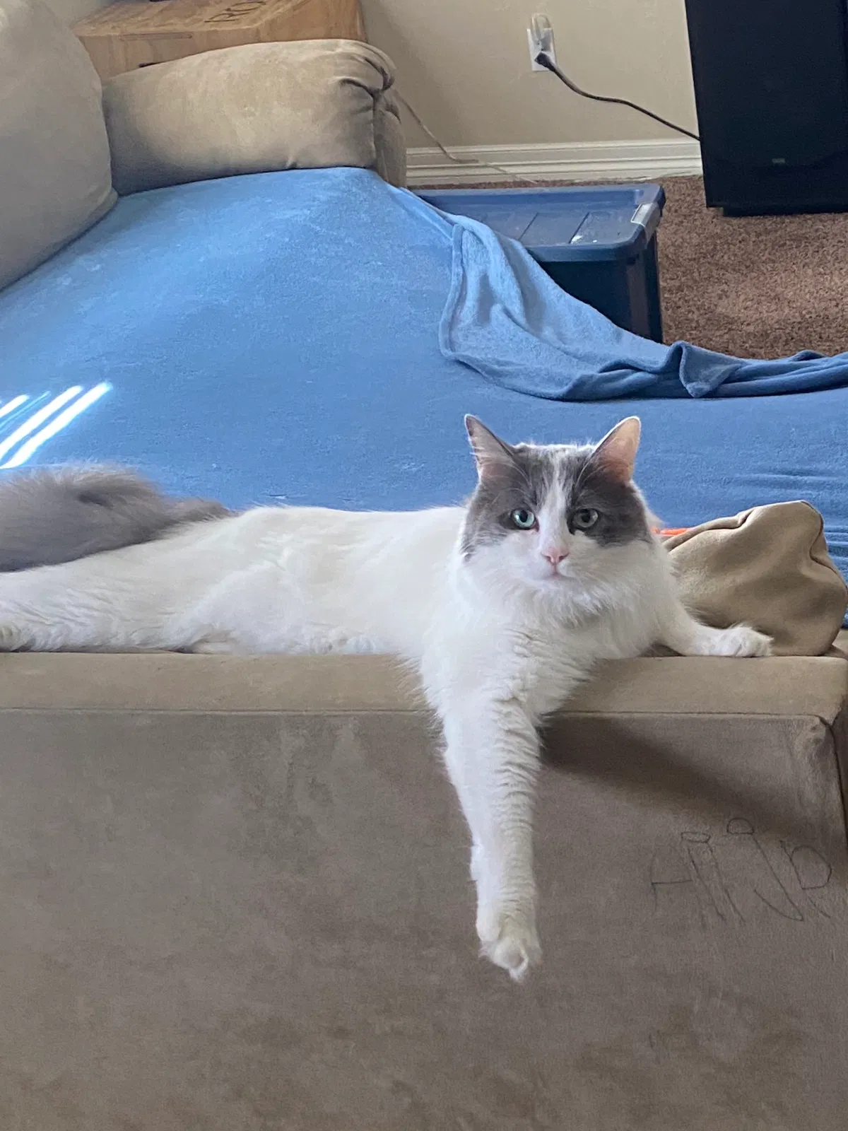 Lost cat in Colorado Springs, CO, 80906