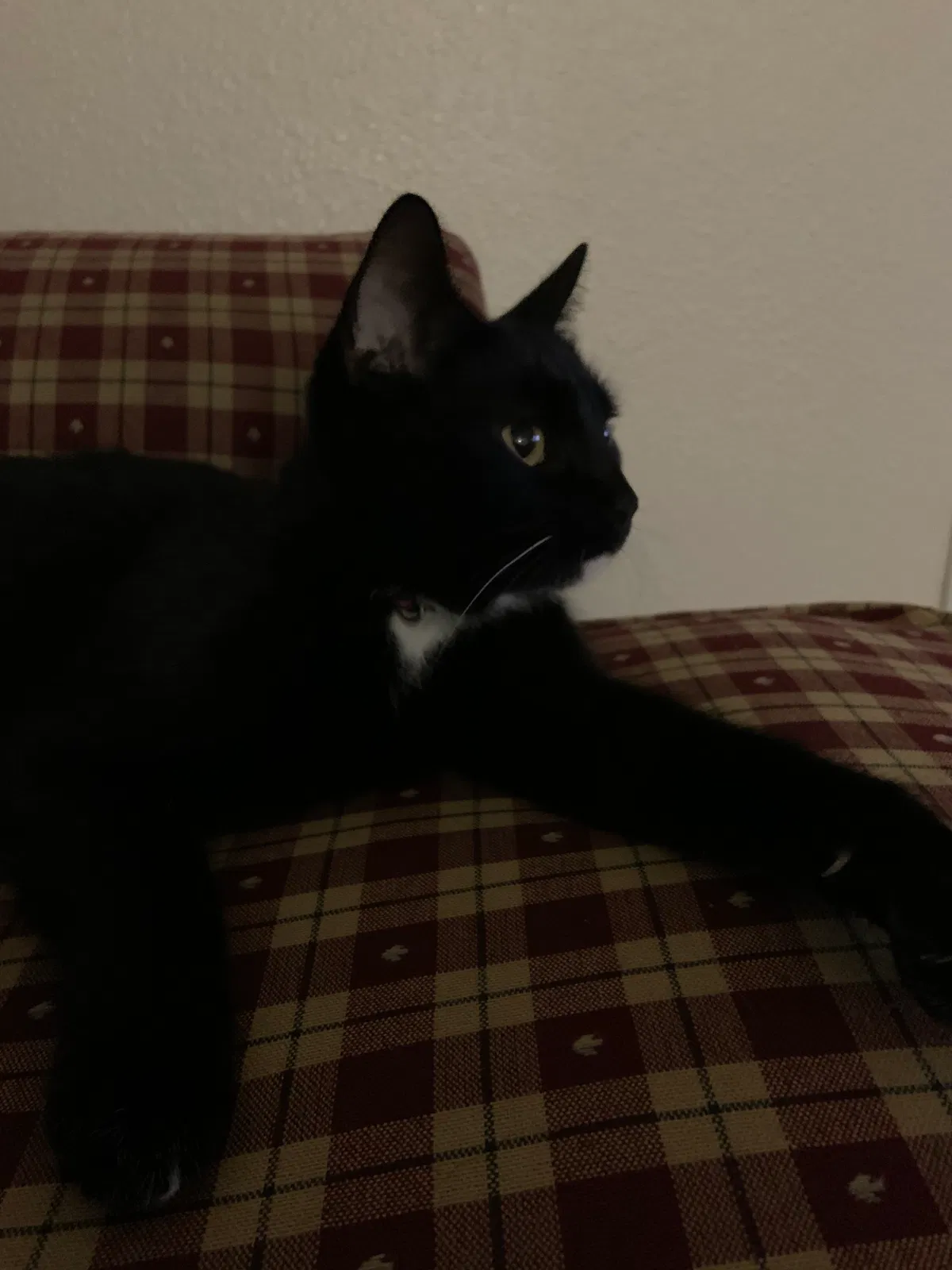 Lost cat in San Diego, CA, 92124