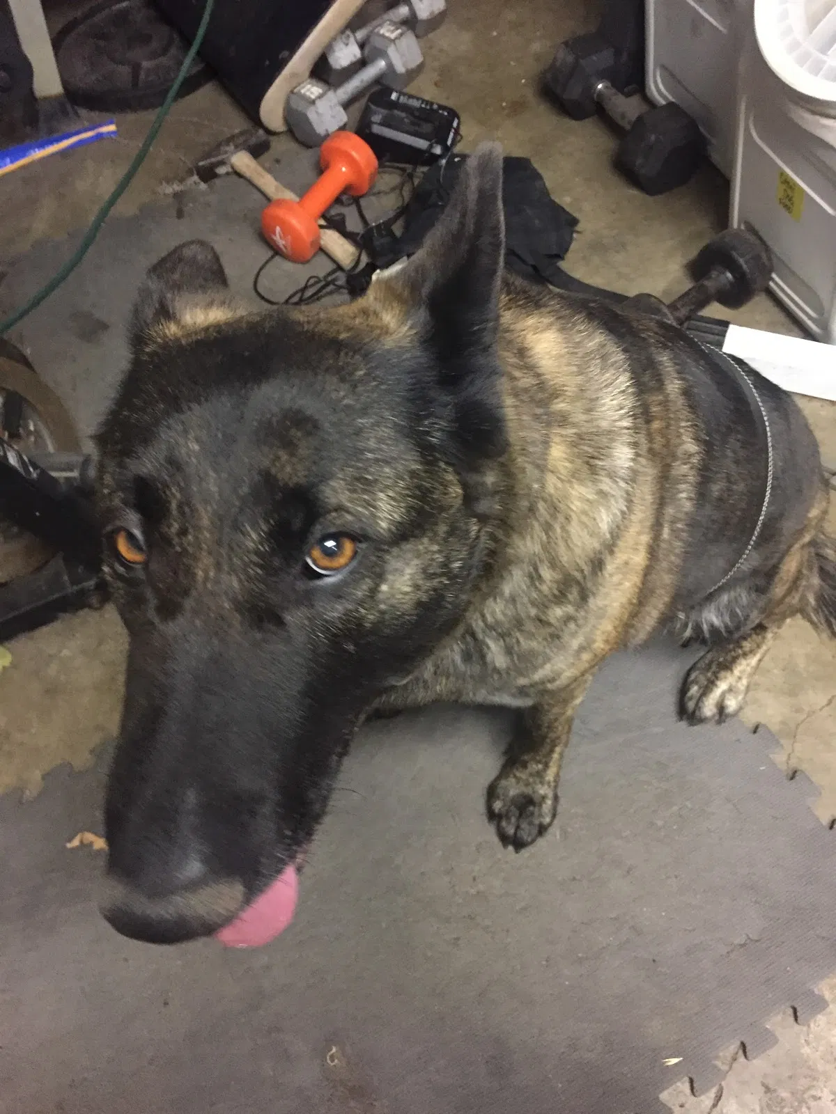 Lost dog in Vallejo, CA, 94590