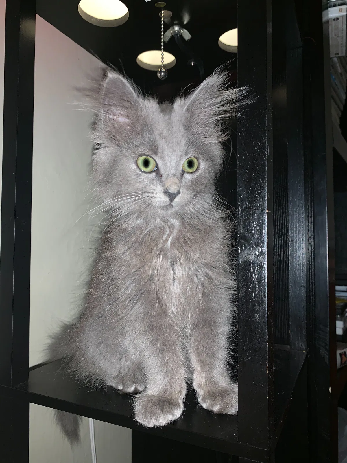 Lost cat in Knoxville, TN, 37931