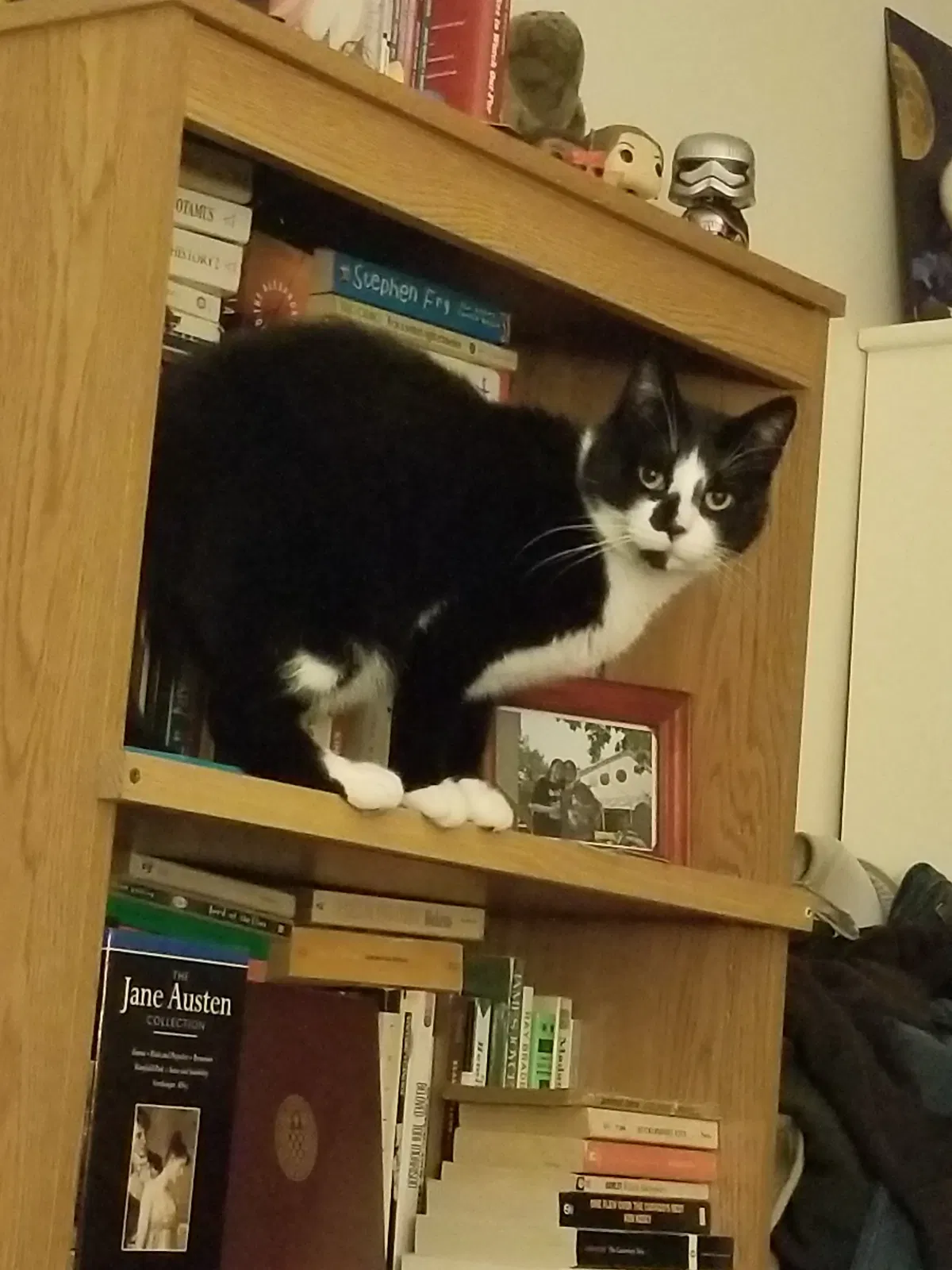 Lost cat in Albany, NY, 12203
