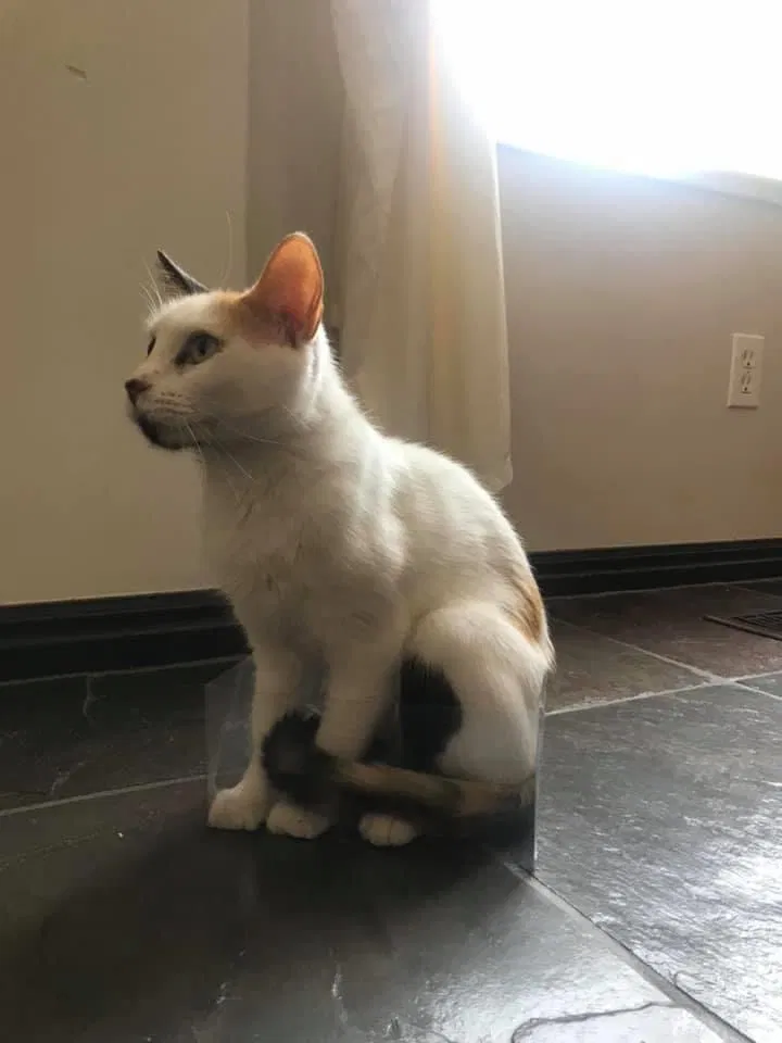 Lost cat in Herriman, UT, 84096