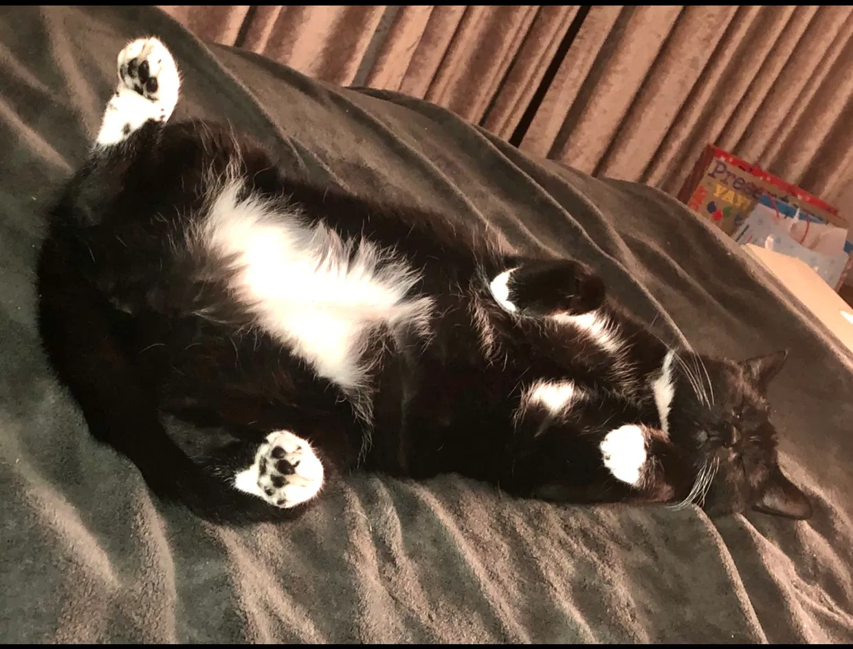 Lost cat in Melbourne, FL, 32940