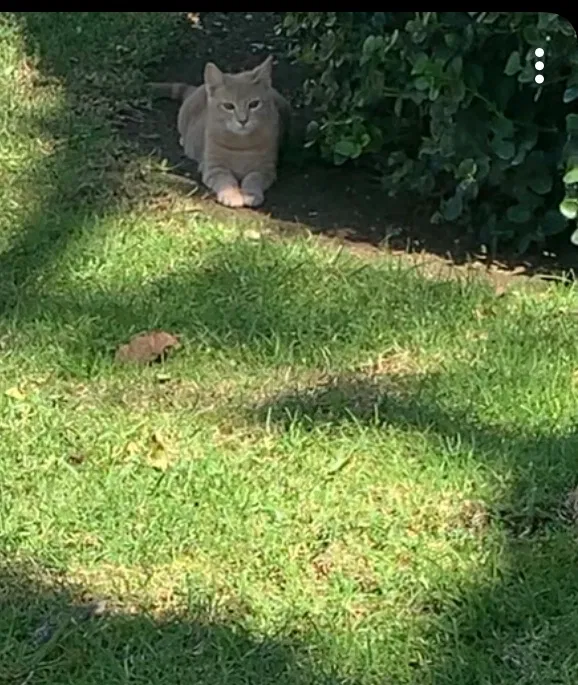 Lost cat in Anaheim, CA, 92804