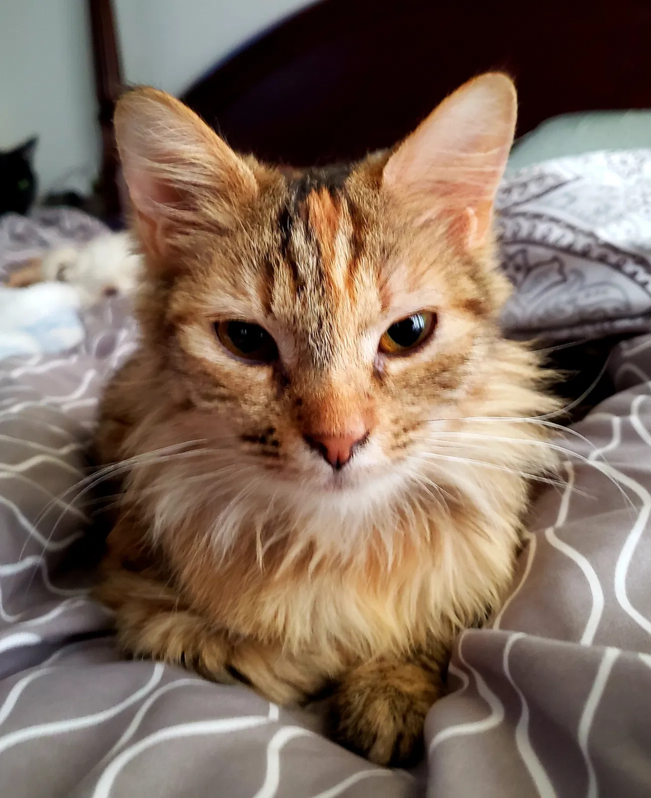 Lost cat in West Covina, CA, 91791