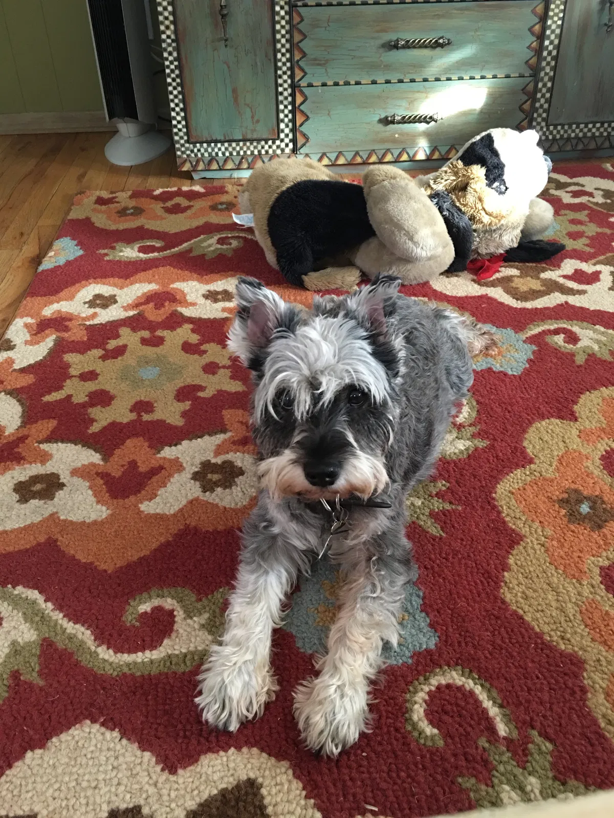 Lost dog in Denver, CO, 80211