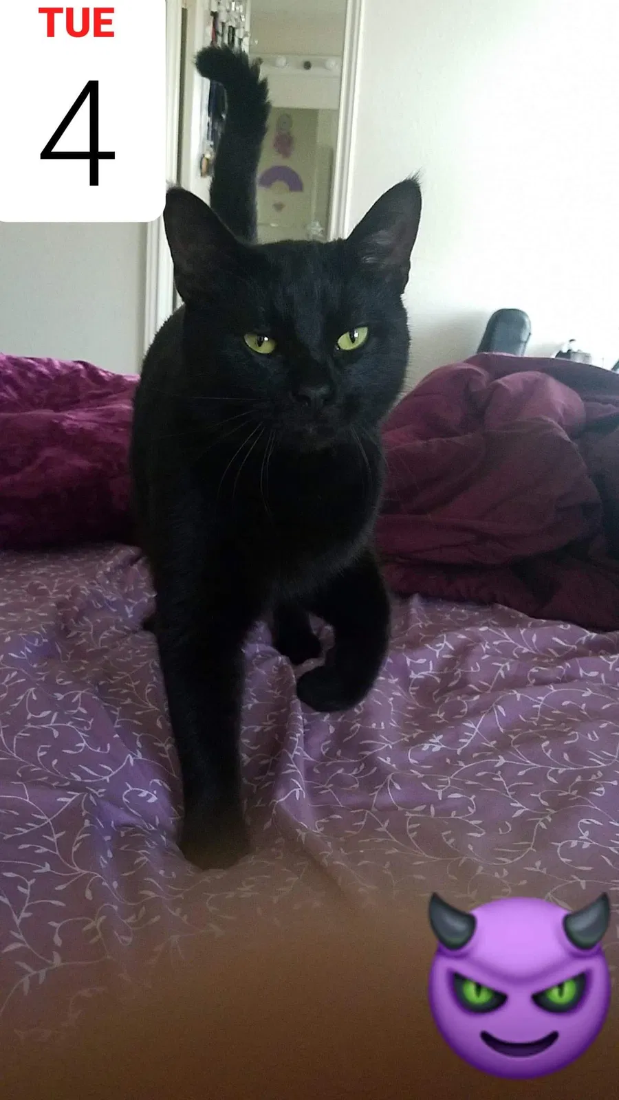 Lost cat in Pflugerville, TX, 78660