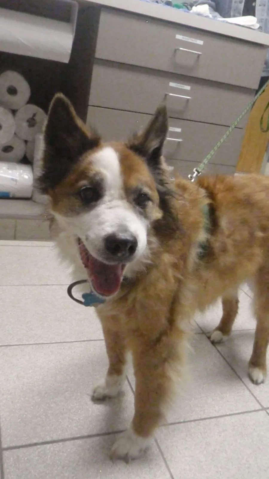 Lost dog in Asheville, NC, 28804