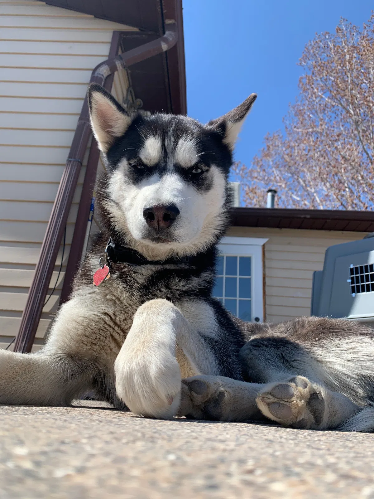 Lost dog in Sandy, UT, 84070