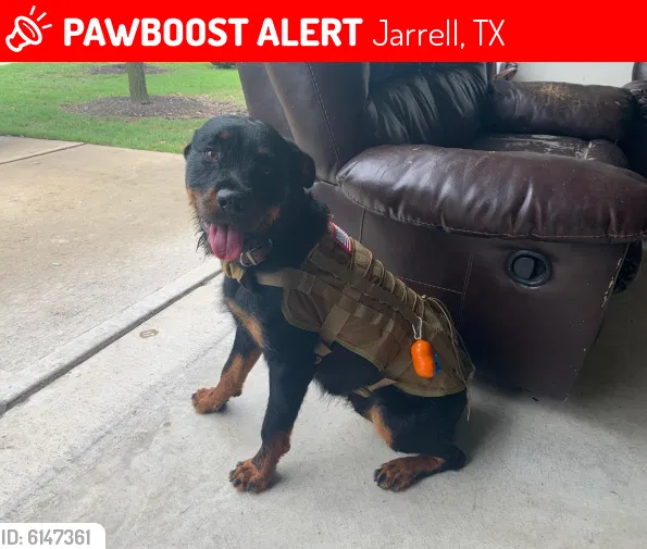 Lost dog in Jarrell, TX, 76537
