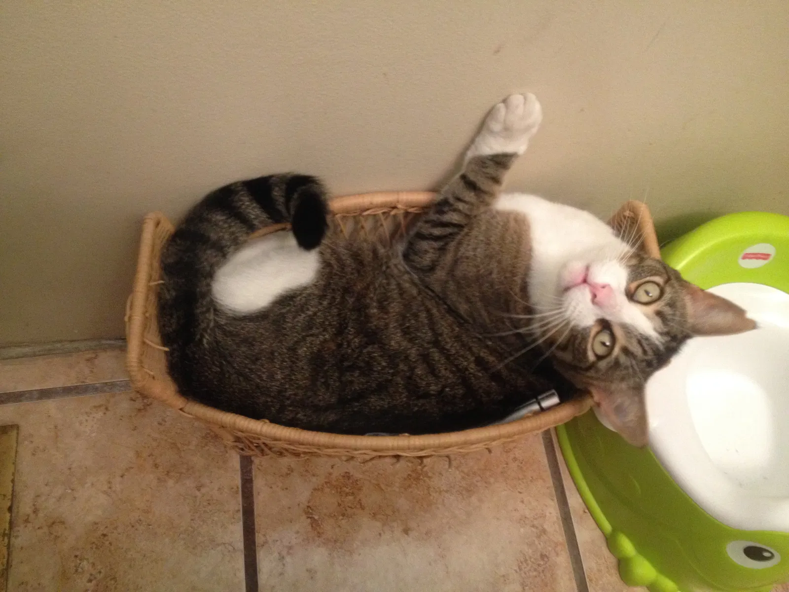 Lost cat in Sacramento, CA, 95828