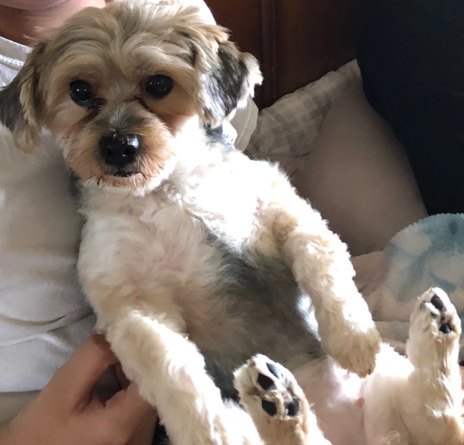 Lost dog in South Ozone Park, NY, 11420