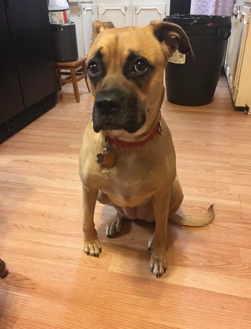 Lost dog in Brandon, MS, 39047