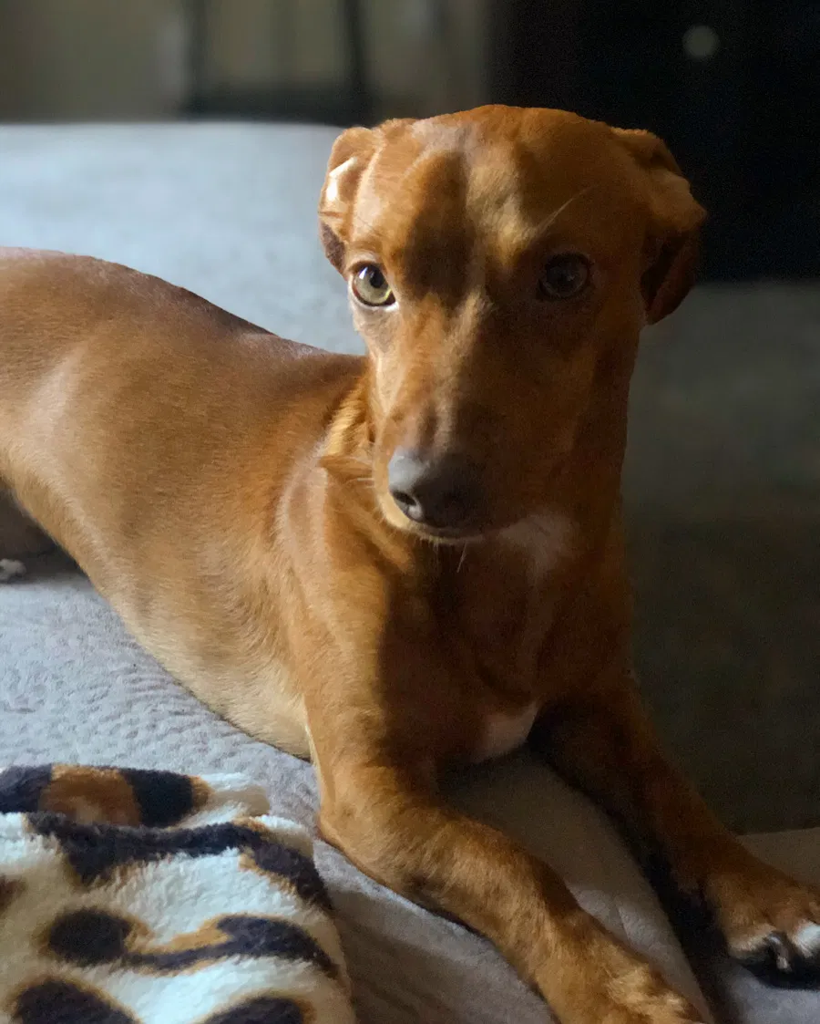 Lost dog in Hurst, TX, 76053