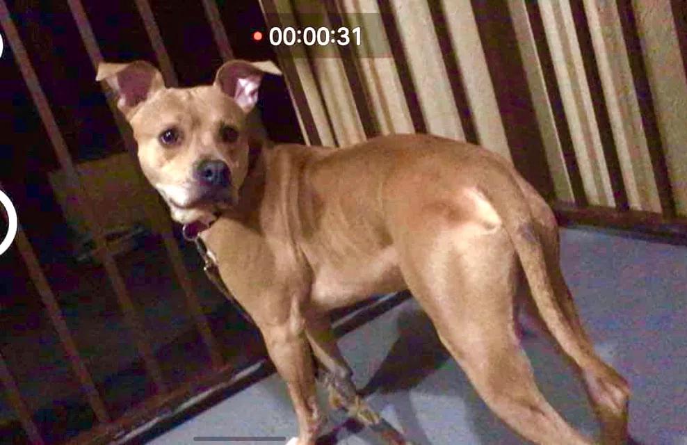 Lost dog in Knoxville, TN, 37918