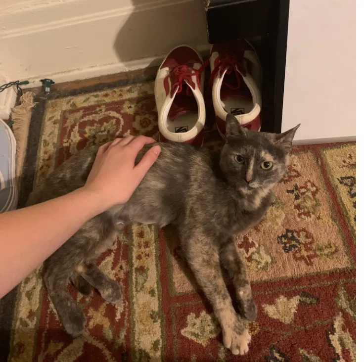 Lost cat in Whiteville, TN, 38075