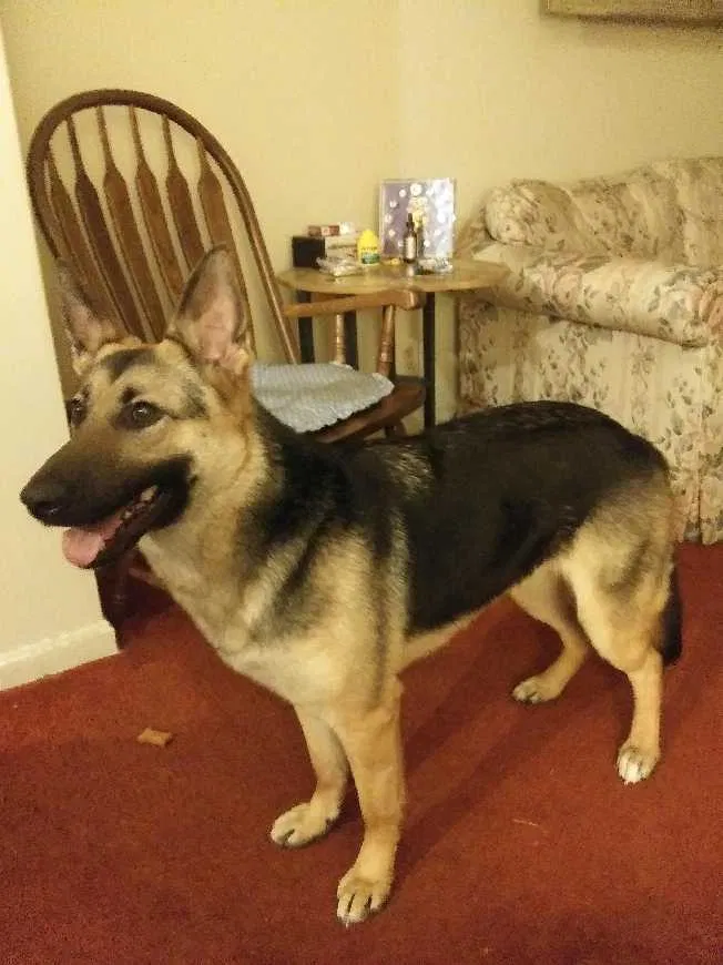 Lost dog in Akron, OH, 44320
