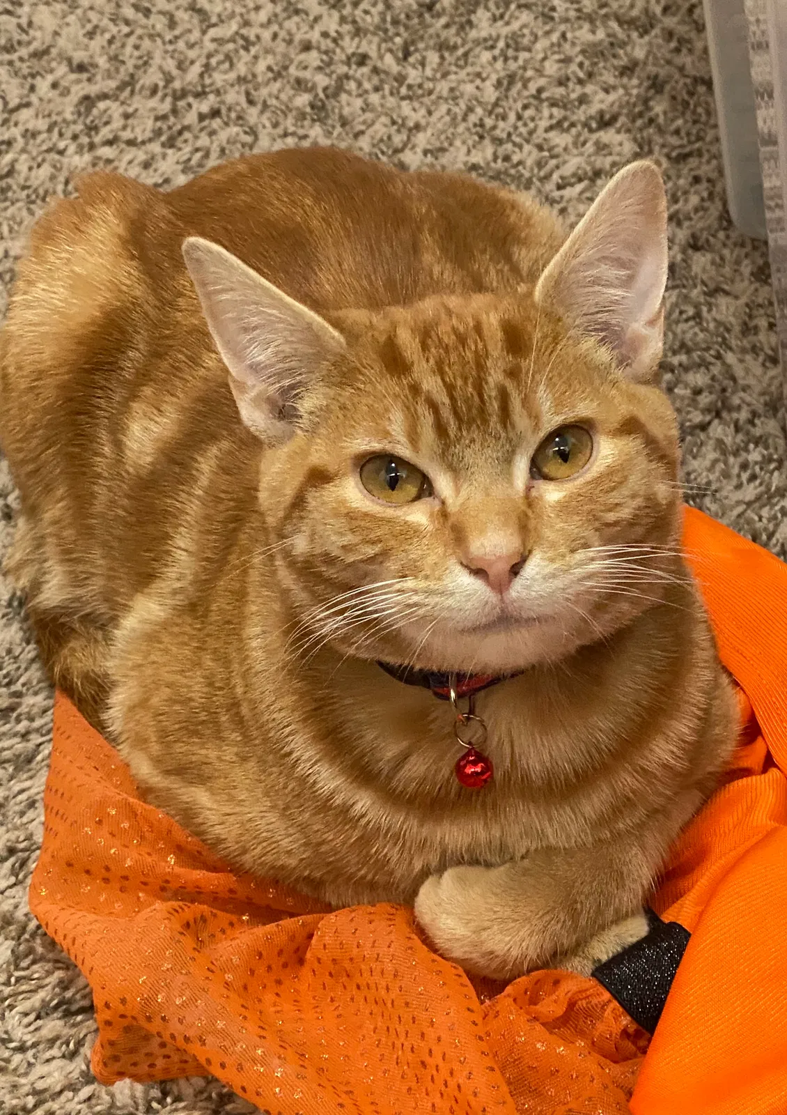 Lost cat in Salt Lake City, UT, 84128
