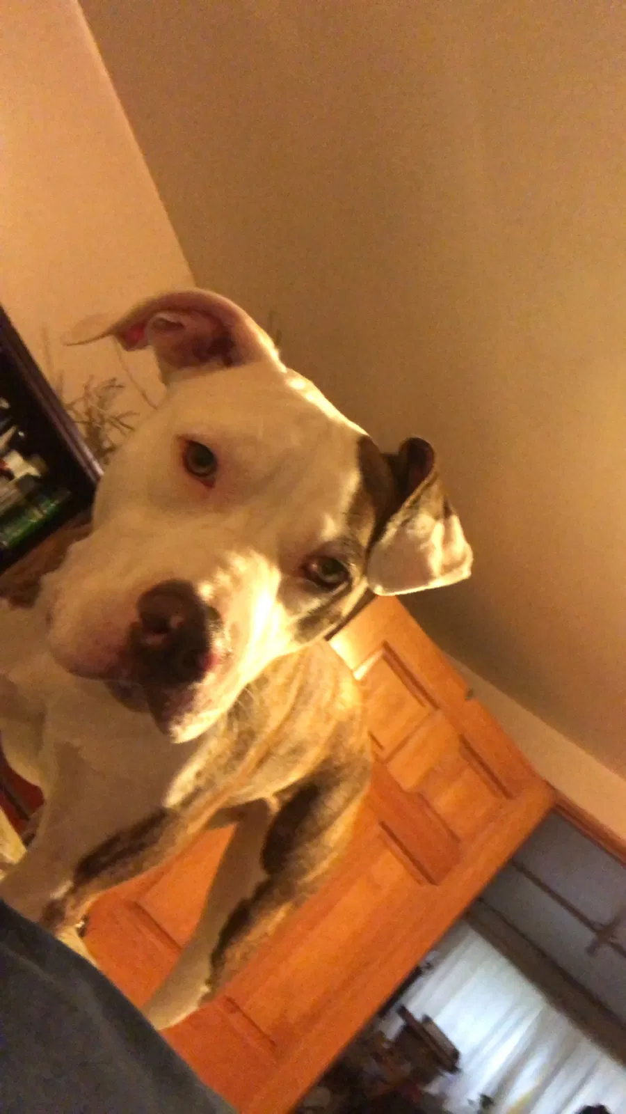 Lost dog in Chicago, IL, 60636