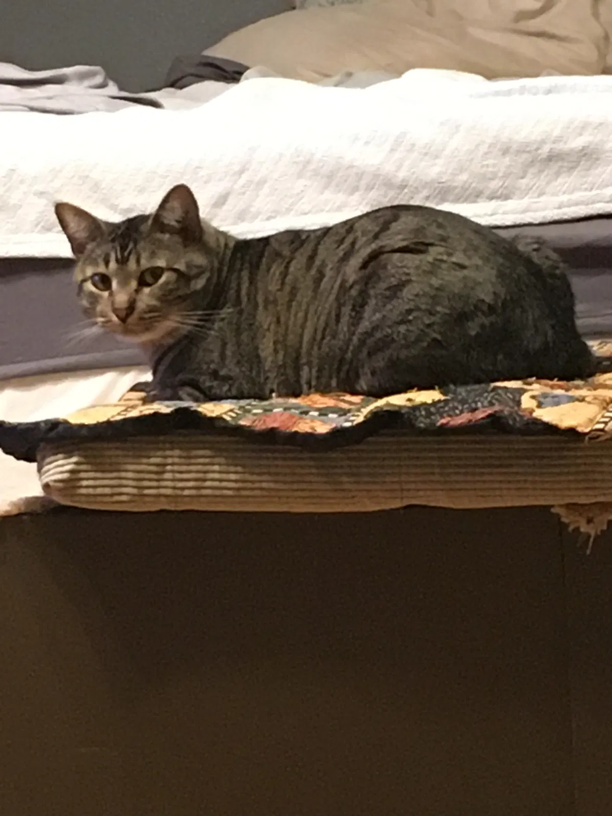 Lost cat in Justin, TX, 76247