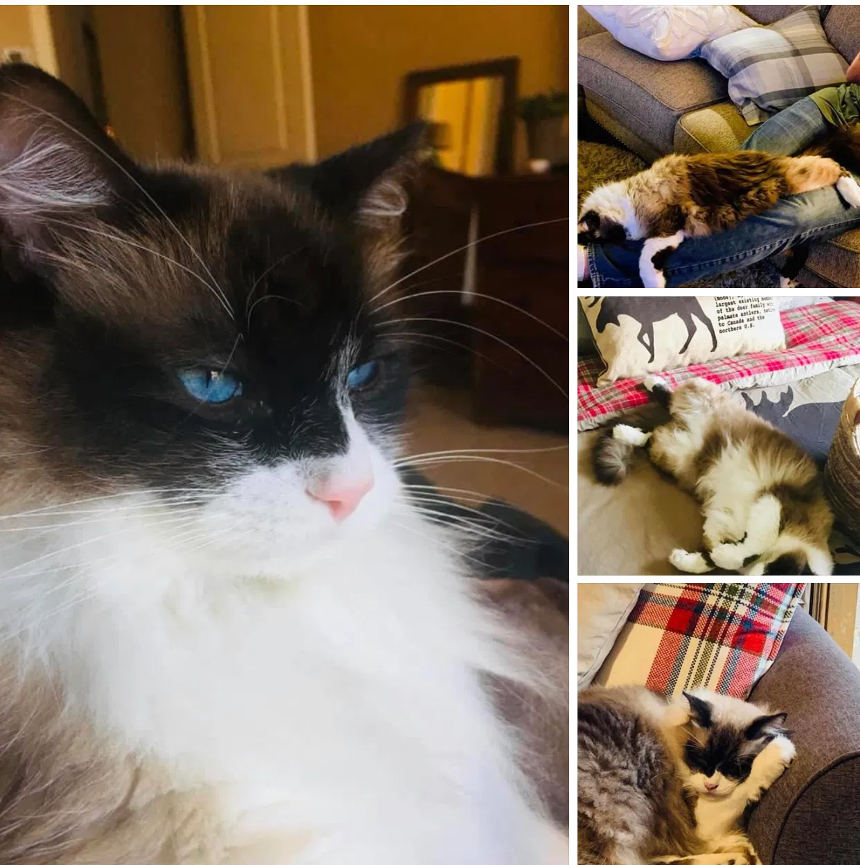 Lost cat in Aledo, TX, 76008