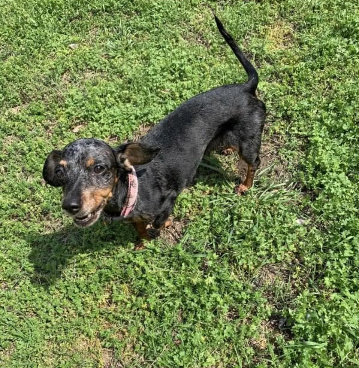 Lost dog in Fort Worth, TX, 76135