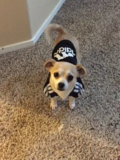 Lost dog in Bakersfield, CA, 93311