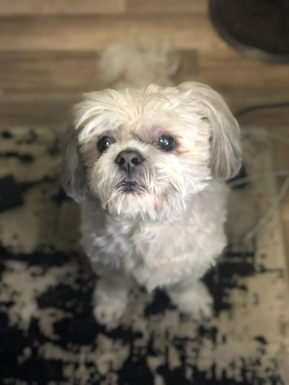 Lost dog in Heath Springs, SC, 29058