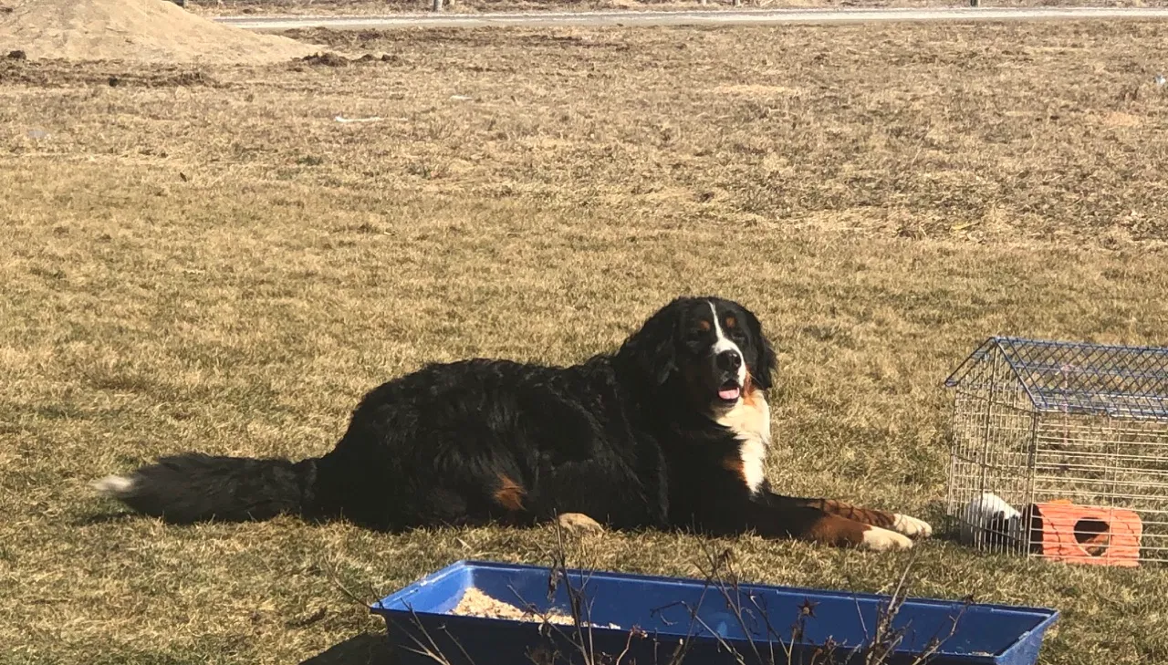 Lost dog in Elkhart, IN, 46517