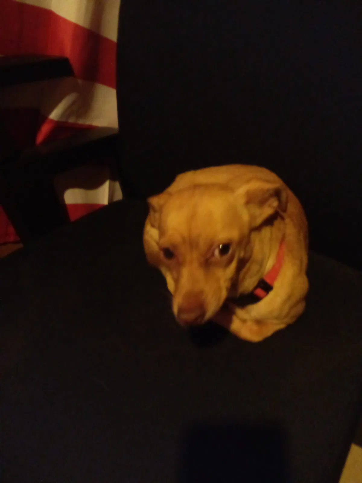Lost dog in Phoenix, AZ, 85040