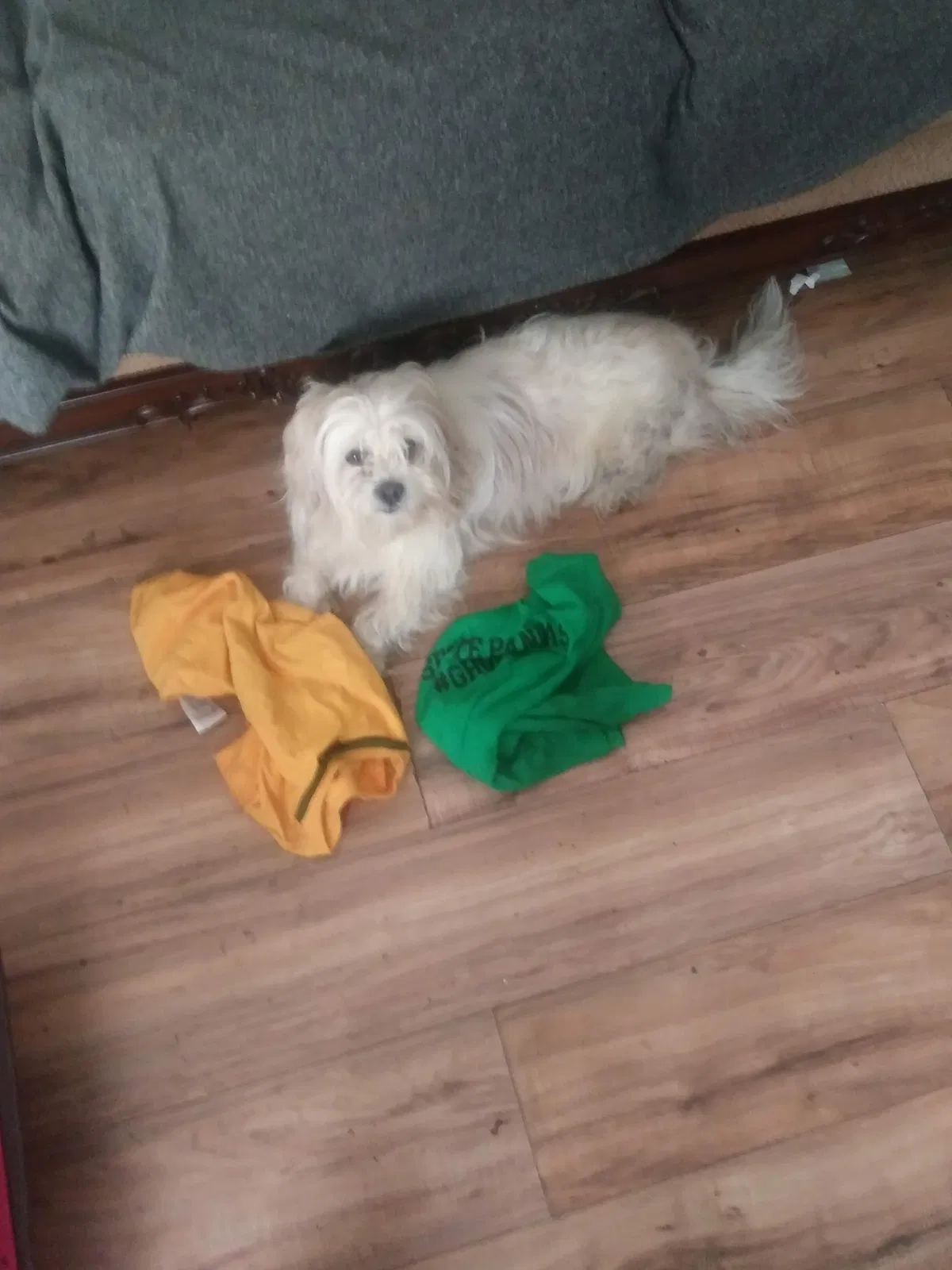 Lost dog in Newport News, VA, 23607