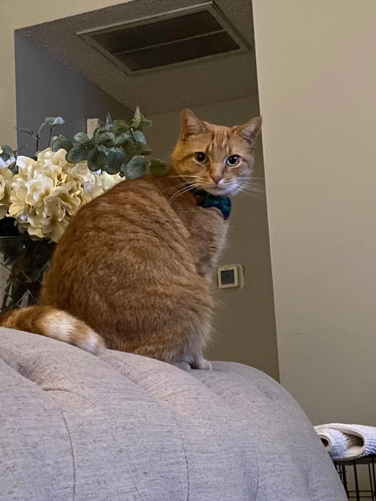 Lost cat in Charleston, SC, 29406
