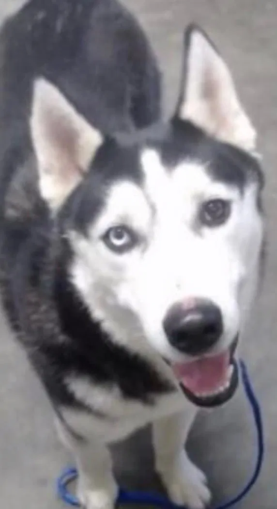 Lost dog in Tulsa, OK, 74129