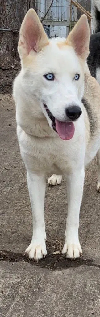 Lost dog in Tulsa, OK, 74129