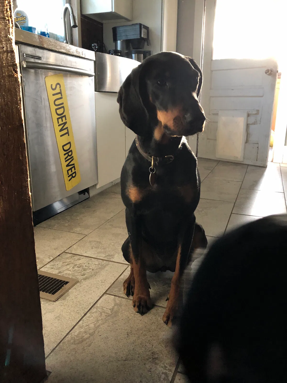 Lost dog in Tulsa, OK, 74127