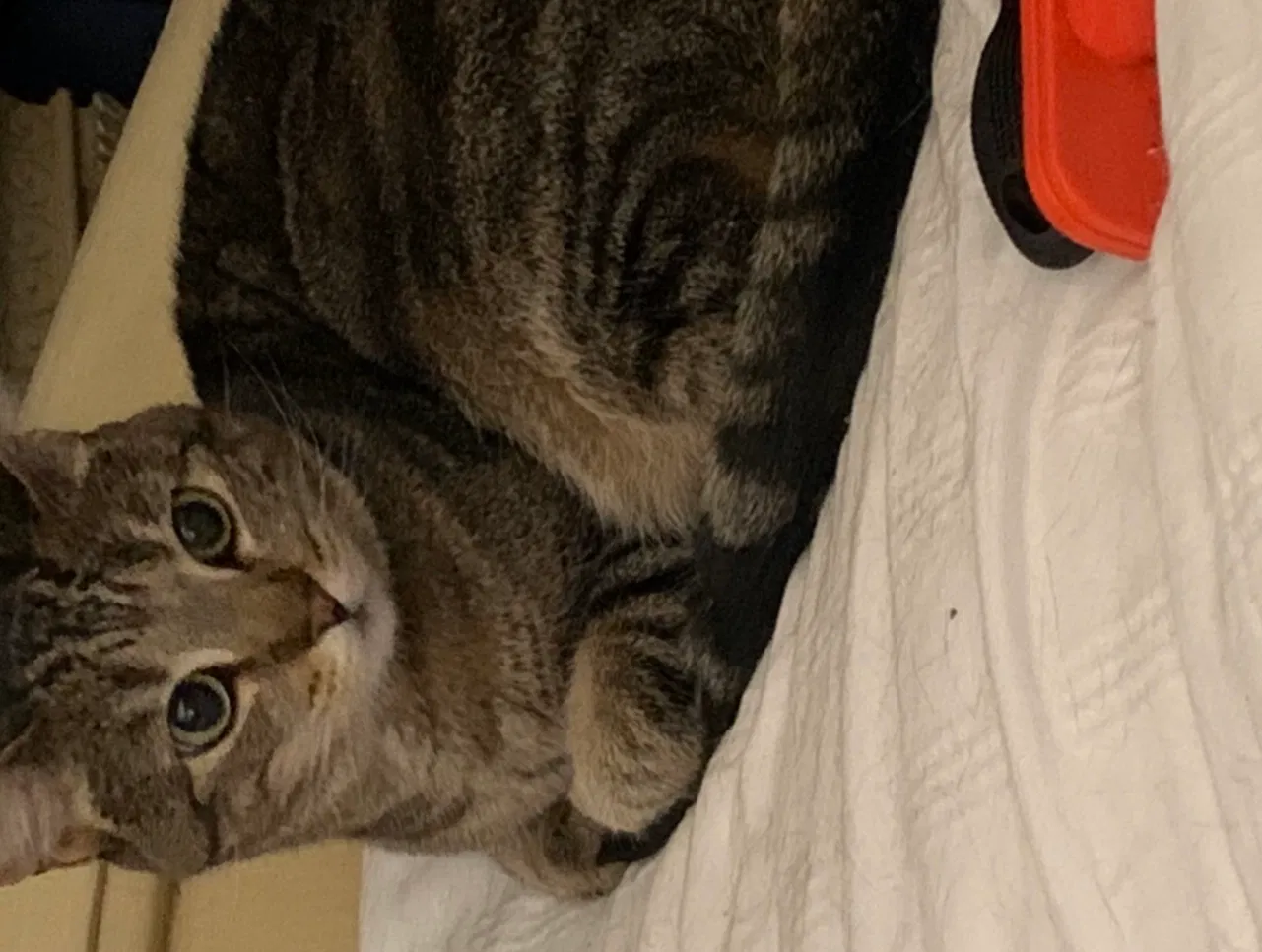 Lost cat in Hollywood, FL, 33025