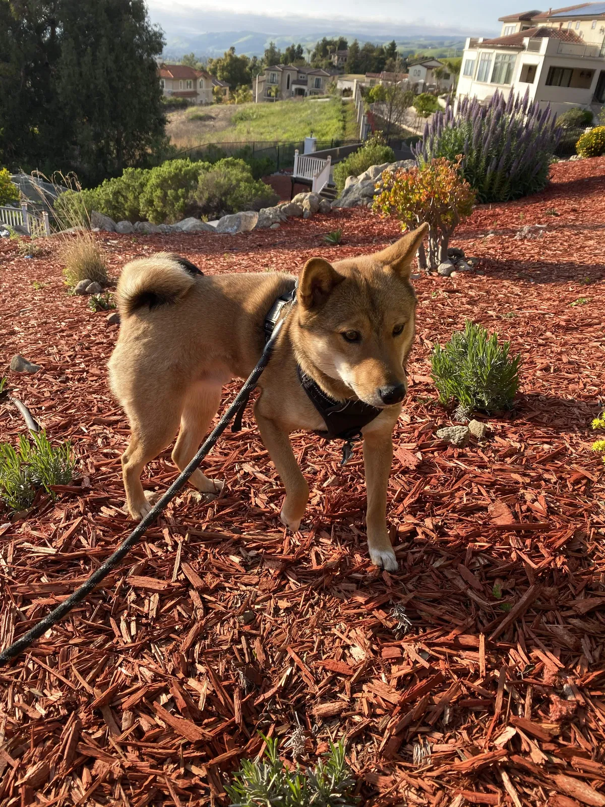 Lost dog in Fremont, CA, 94539