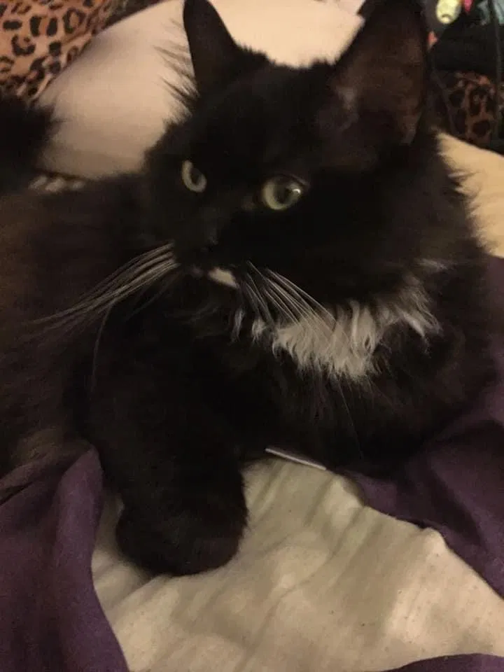 Lost cat in Liverpool, NY, 13088