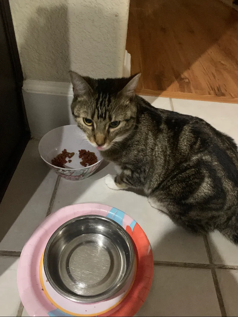 Lost cat in Austin, TX, 78726