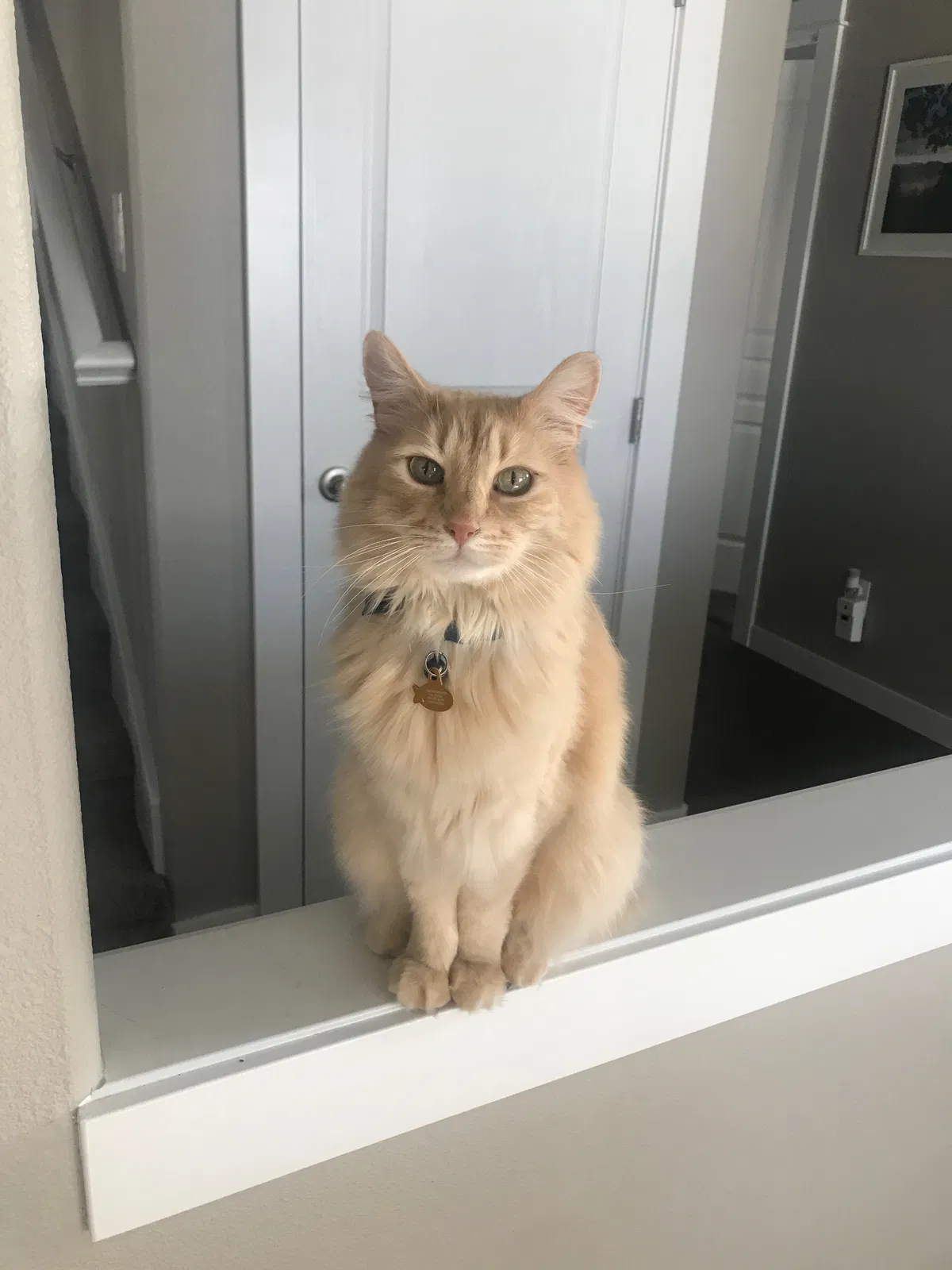 Lost cat in Greenacres, WA, 99016