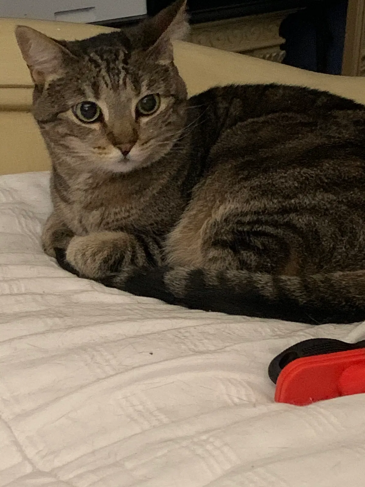 Lost cat in Hollywood, FL, 33025