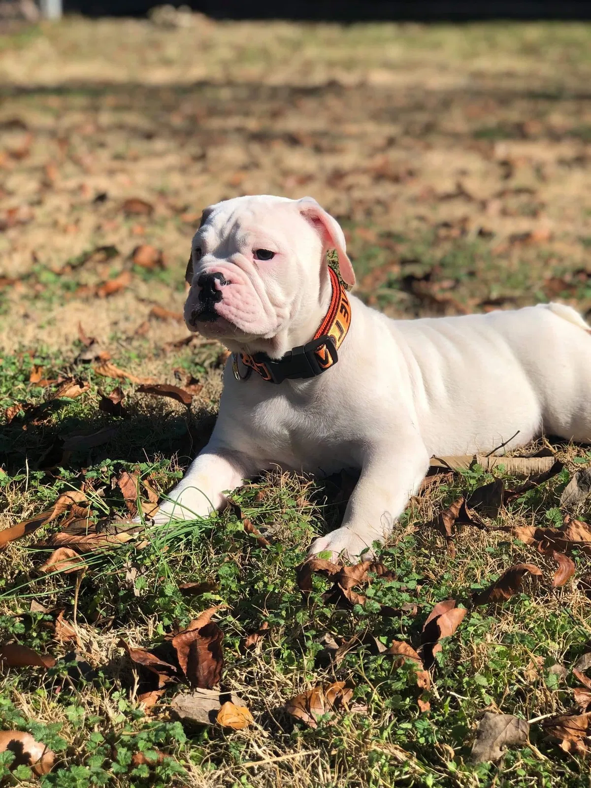 Lost dog in Birmingham, AL, 35217