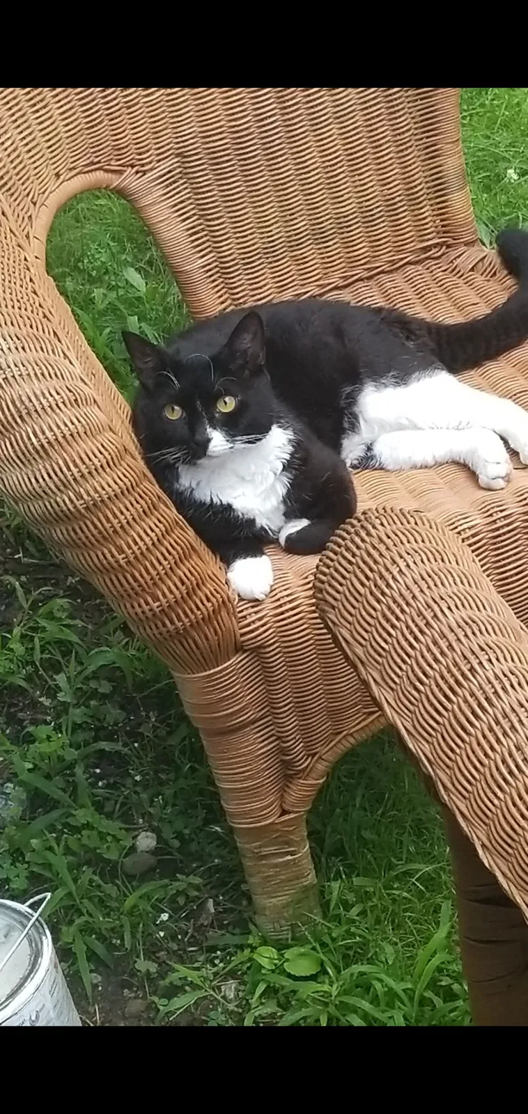 Lost cat in Boonton, NJ, 7005