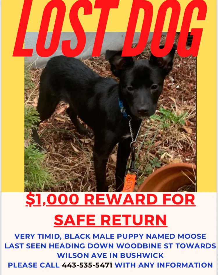 Lost dog in Brooklyn, NY, 11237